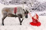 snow scene reindeer