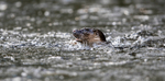 Otter