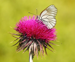Black Veined White Butterfly