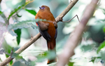 Red Headed Trogon female