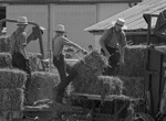 BAILING HAY