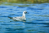 Bonaparte's Gull (juvenile), Knight Inlet, Canada