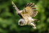 asian brown wood owl Strix leptogrammica-8586