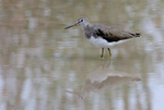 Spotted Redshank