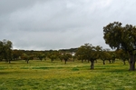 Extremadura dehesa, Spain