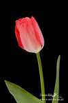 070420 -0351a