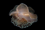 Pleurobranchus membranaceus