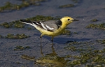 Citrine Wagtail