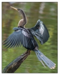 Birds - Color - 10
