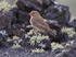 Trumpeter Finch