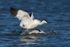 Avocets squabbling in the lagoon at Brownsea Island