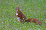 Red Squirrel