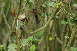 Scintillant Hummingbir...
