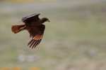 Striated Carcara flying, Carcass Island, Falklands