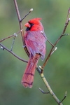 Posing Cardinal