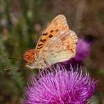 High brown fritillary (Argynnis adippe f. cleodoxa).