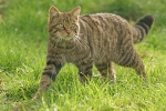 Scottish Wild Cat