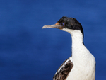 Imperial Shag (immature) blue background, Carcass Island, Falklands