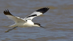Avocet in Flight
