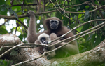 Hoolock Gibbon female with baby
