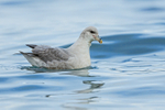 Dark morph Fulmar, Grundarfjörður, Iceland