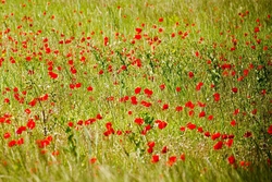 Vercors Poppies