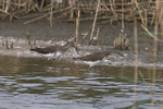 Green Sandpiper portfolio