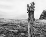 Salt Marshes, Culbin Forest