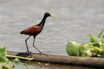 Northern Jacana (adult...