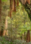 Tasmanian rain forrest