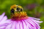 Bee - 5995