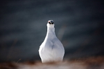 Grouse 2