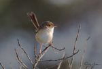 Red Wren Female 2