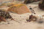 Dark-faced Ground-Tyrant with food, Saunders Island, Falklands