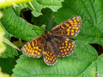 Heath Fritillary