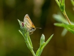 Essex Skipper