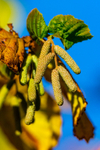 Hazel catkins Corylus avellana-0044
