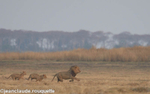 Lion followed by its cubs.
