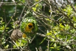 Southern Masked Weaver - SA