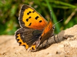 Small Copper (01)