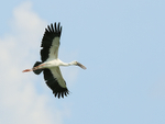 Asian Openbill flying with outstretched wings, Gao Giong, Vietnam