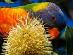 Lorikeet Feeding 4