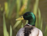 Mallard