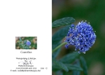 Spring 7. Ceanothus