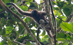 Hoolock Gibbon female with baby