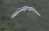 Barn Owl