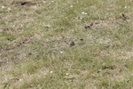 BVHT 140517 N-370