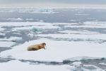 Drifting walrus