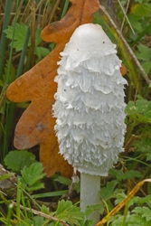 Shaggy Inkcap - Coprinus comatus