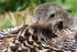 SBD008: Eider duck
